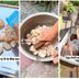 Your Leftover Eggshells Are the Easiest Fertilizer Hack for Your Garden