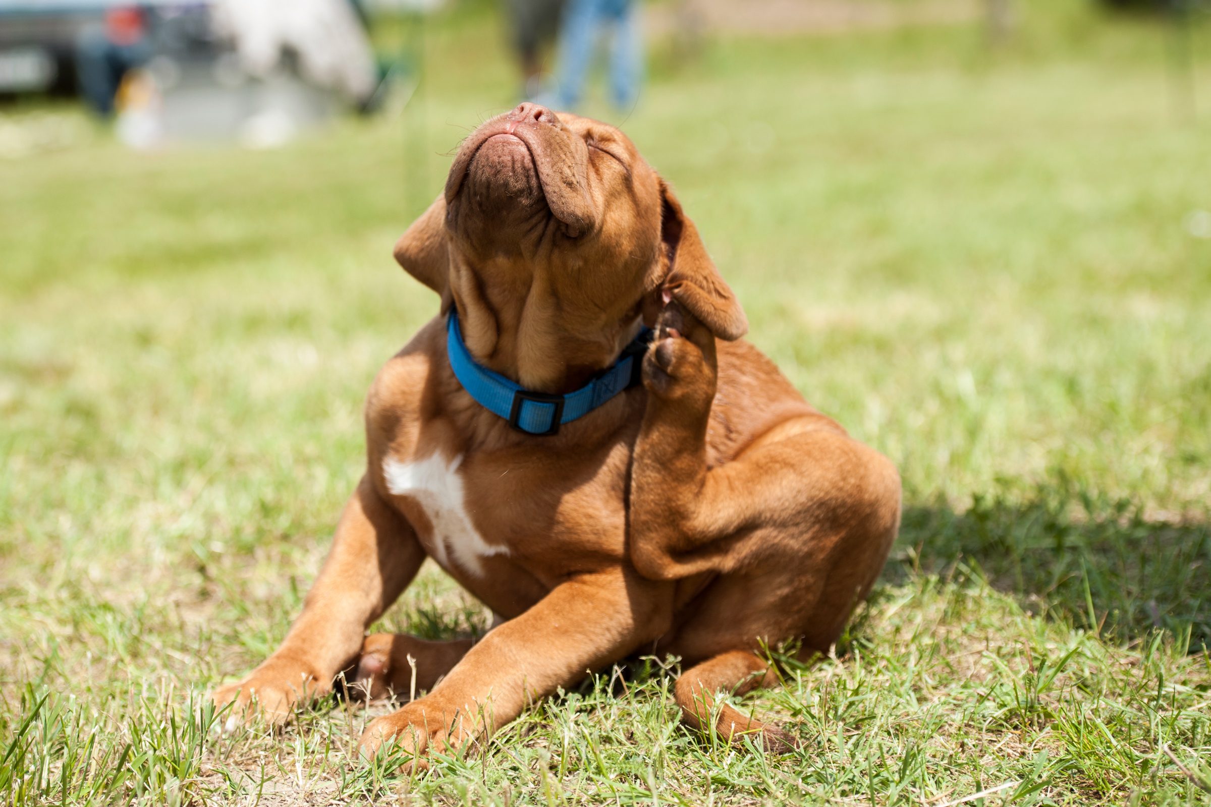 How To Get Rid of Fleas On a Dog Naturally