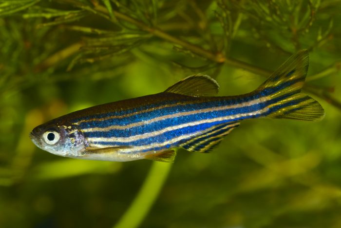 Brachydanio rerio