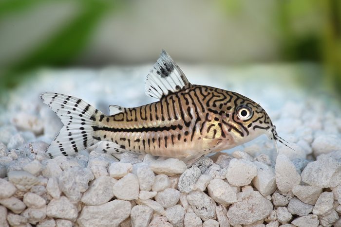 Leopard Cory Corydoras trilineatus catfish aquarium fish