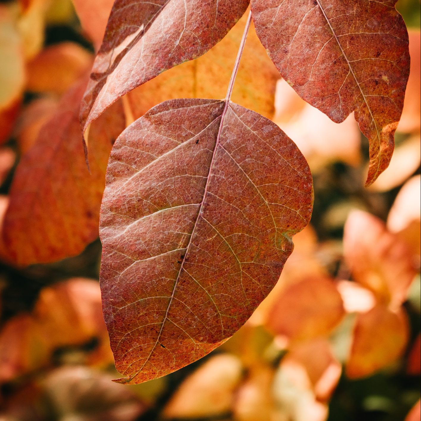 Rhus aromatica (fragrant sumac) red leaves
