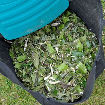 A black bag filled with freshly collected green leaves is being tipped from a blue container, set against a grassy outdoor backdrop.