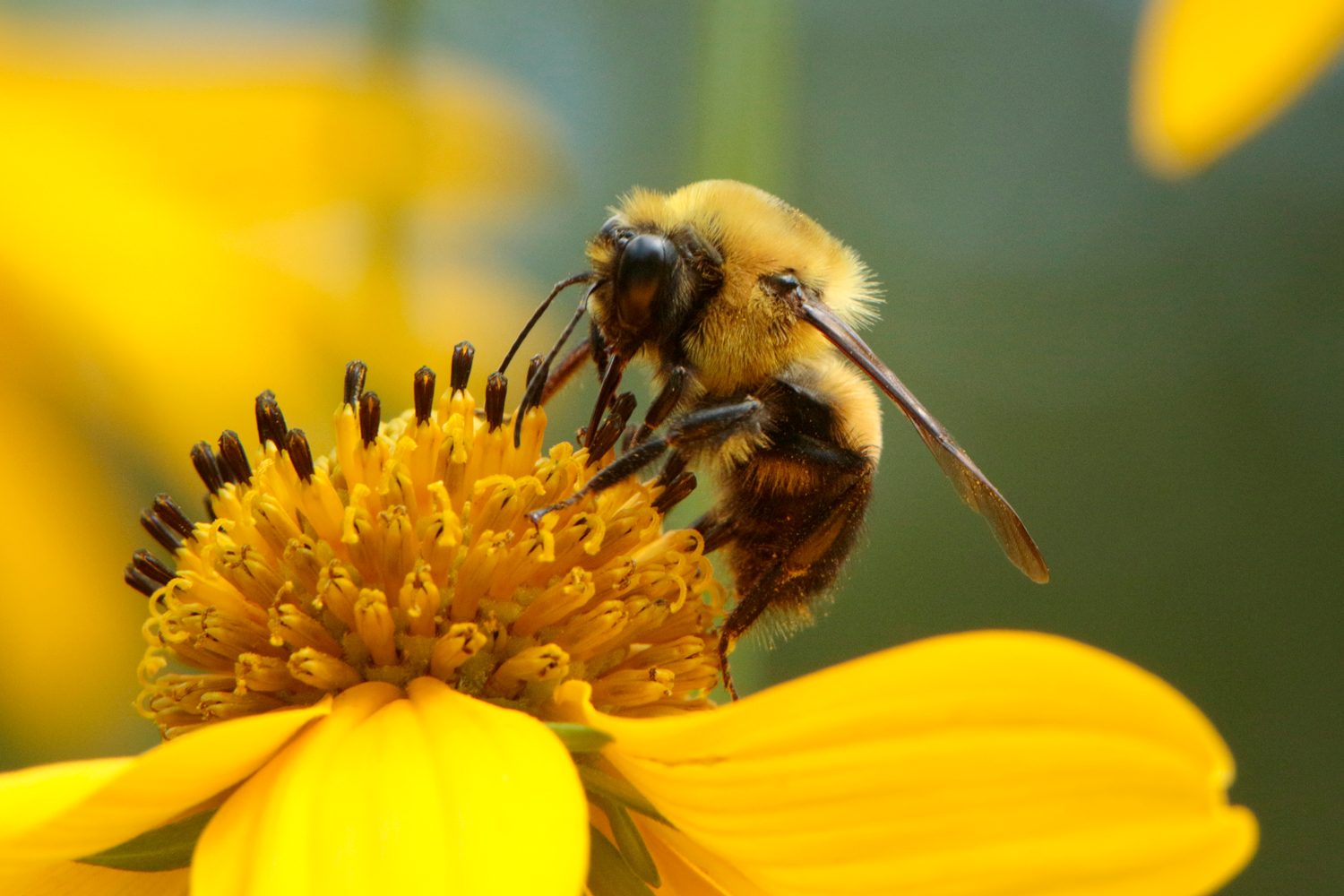 Solitary Bees: Nature’s Unsung Heroes