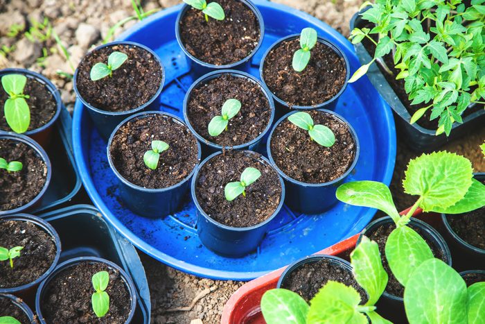 Seedlings for planting garden plants in the spring Selective focus