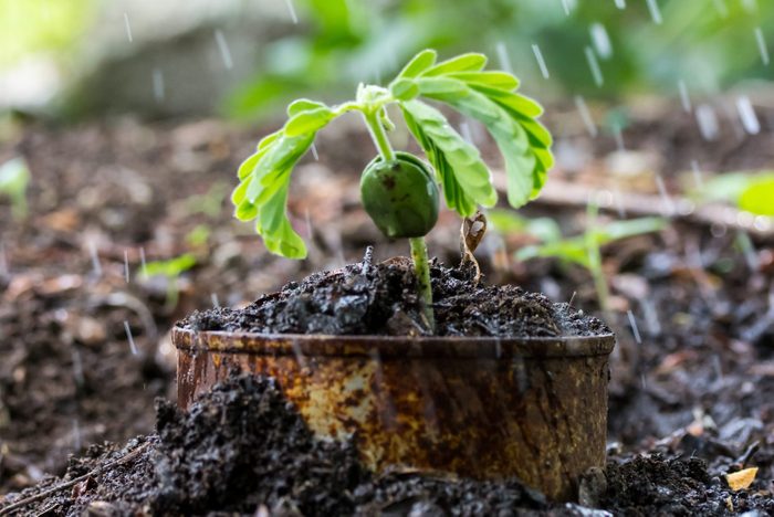 Green plant in rusty cans on ground and rain