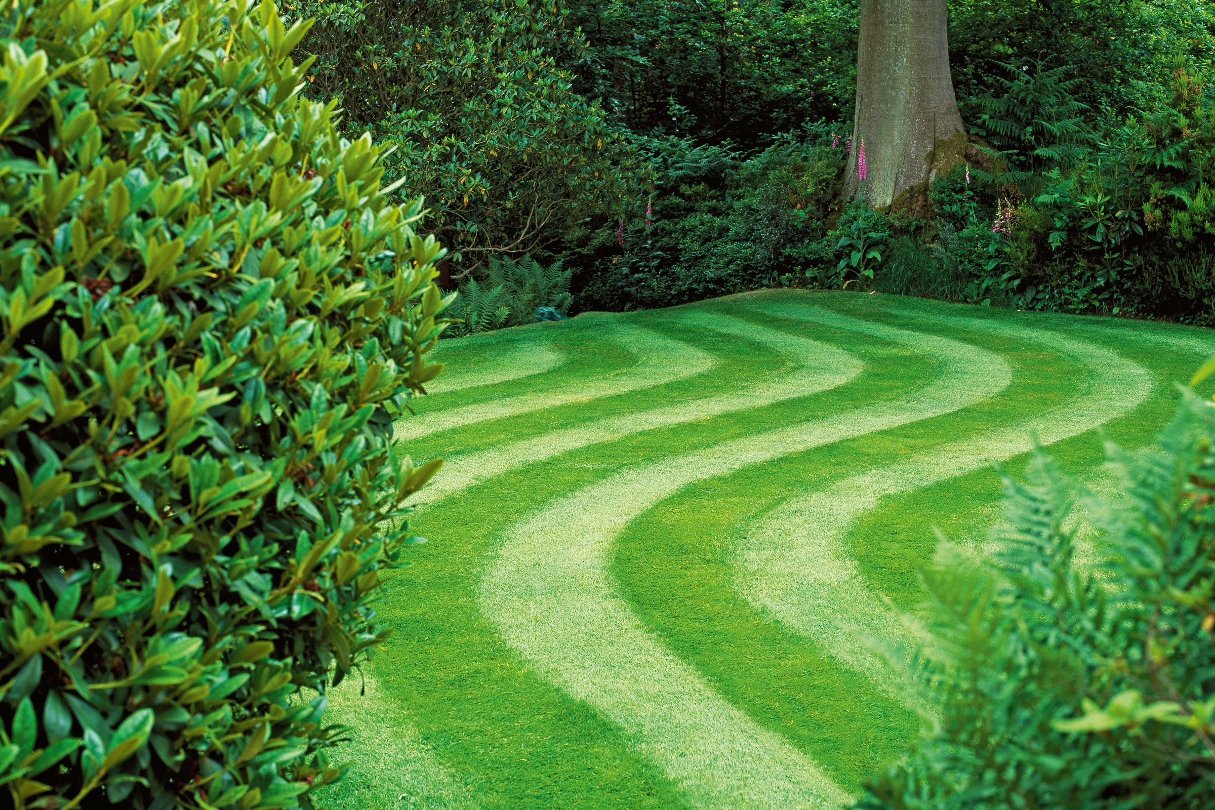 green grass