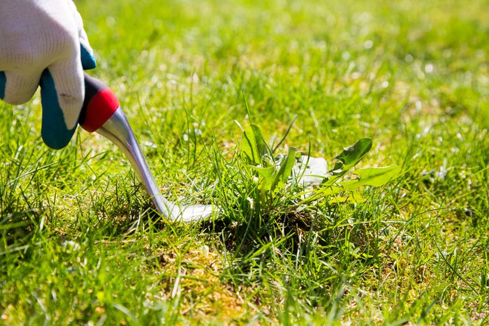 Weed pulling