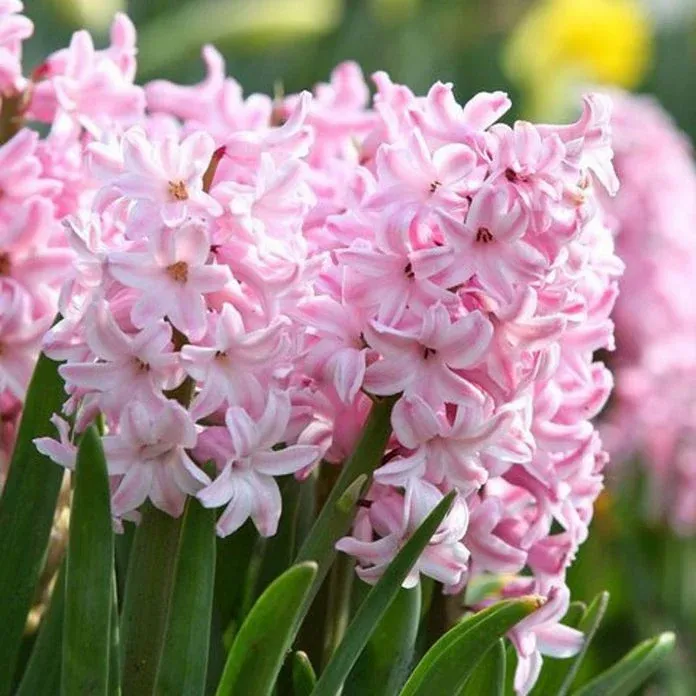 Hyacinth Il 1140xn