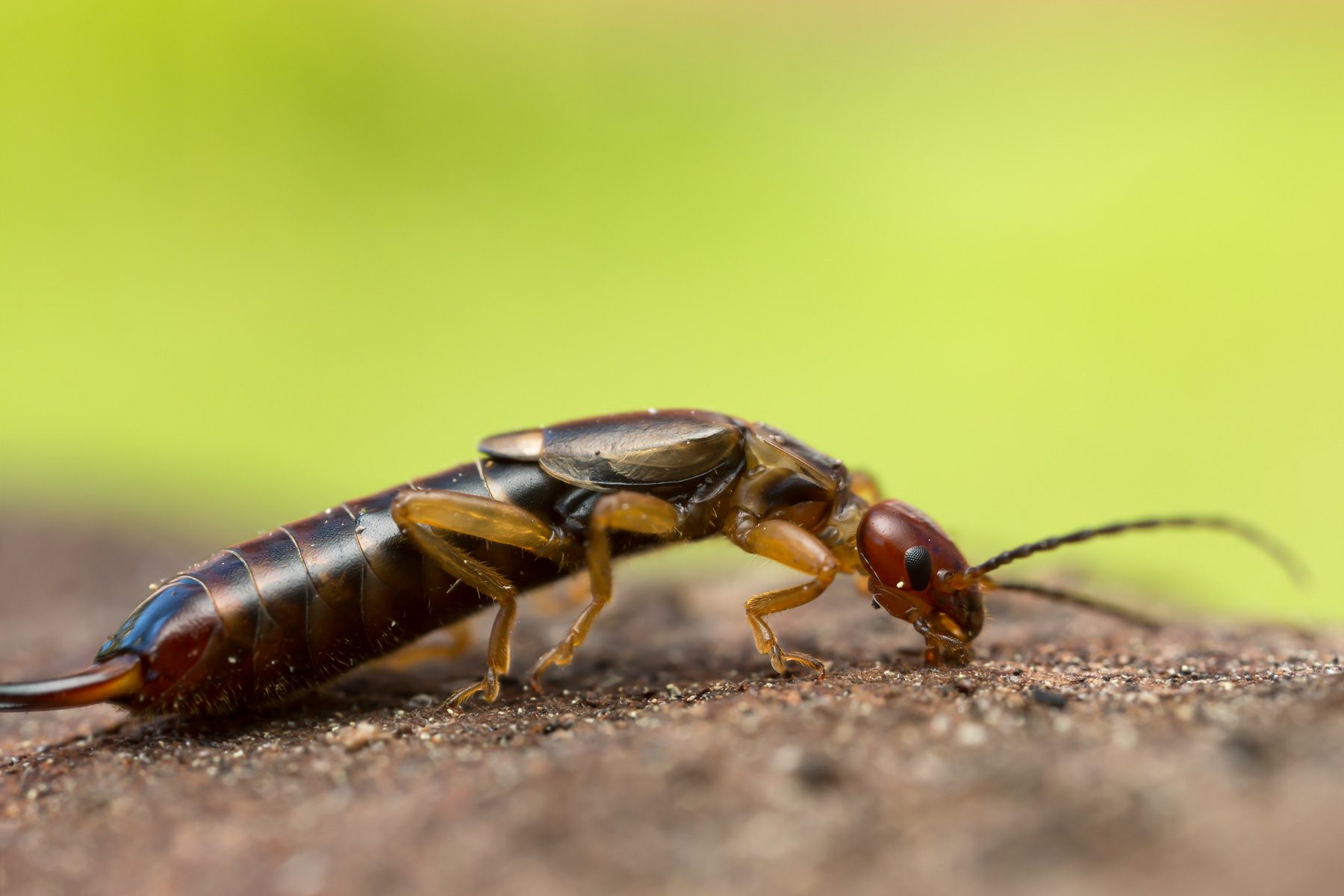 18 Facts You Need To Know About The Pincher Bug