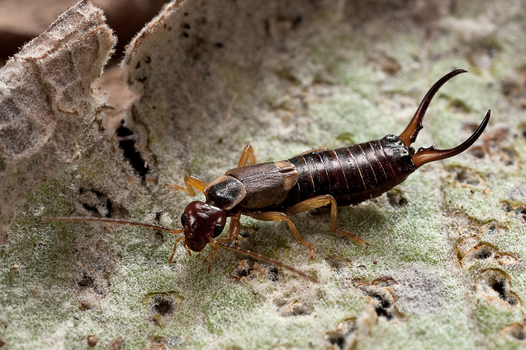 18 Facts You Need To Know About The Pincher Bug