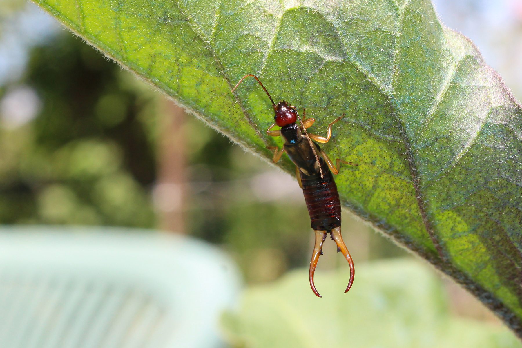 18 Facts You Need To Know About The Pincher Bug