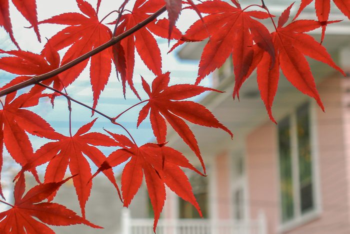 Maple Tree