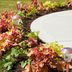 Edge a Flower Bed or Walkway in 5 Steps