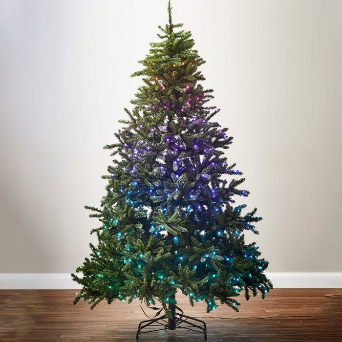 Classic Blue Spruce