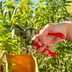 Corona Pruners Review: We Tried It and Were Not Impressed