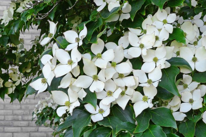 Closeup of dogwood in bloom