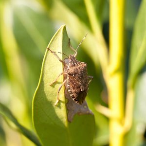 Brown marmorated stink bug climbs a leaf