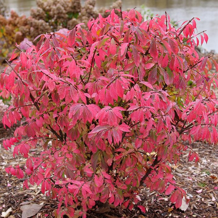 Fire Ball Seedless Via Ngb.org
