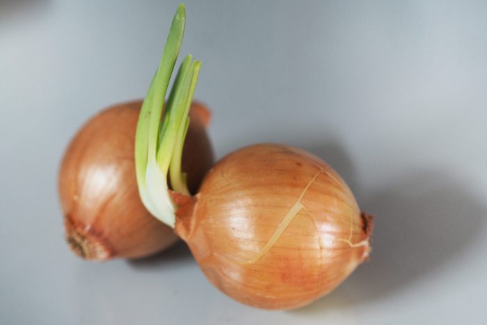 onion with sprout