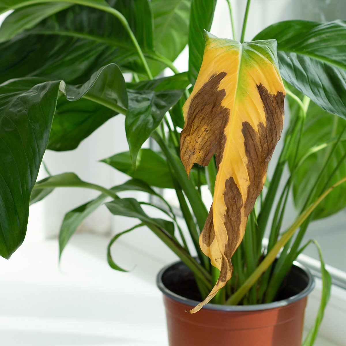 Is Your House Too Humid for Your Plants?