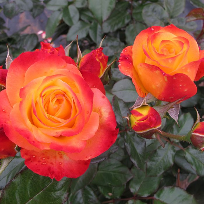 Rosa Oso Easy En Fuego Proven Winners