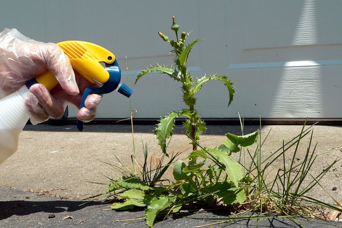 Is Bleach as a Weed Killer a Good or Bad Idea? Experts Weigh In