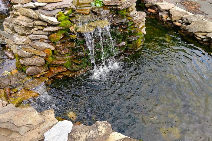 Garden Pond