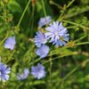 12 Weeds That Are Actually Attractive