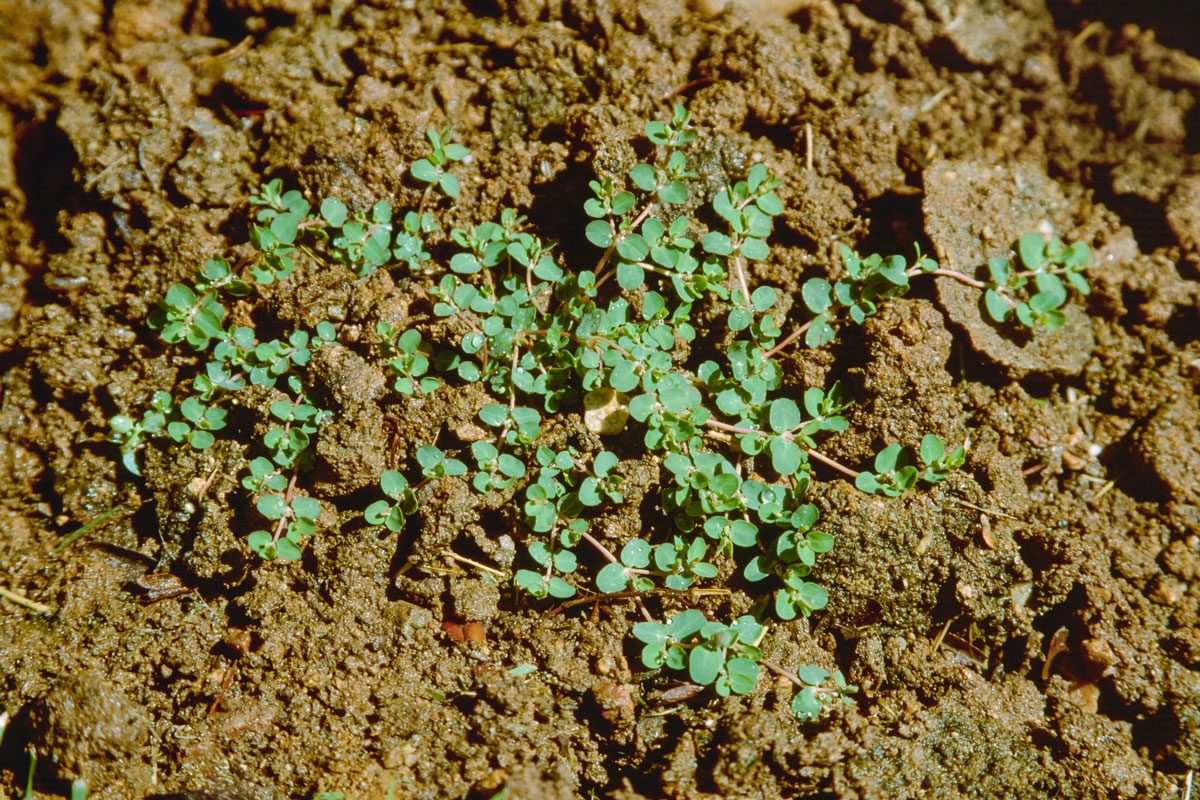 What Are Spurge Weeds and How Do You Get Rid Of Them?