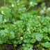 Hairy Bittercress: How to Identify and Get Rid of It
